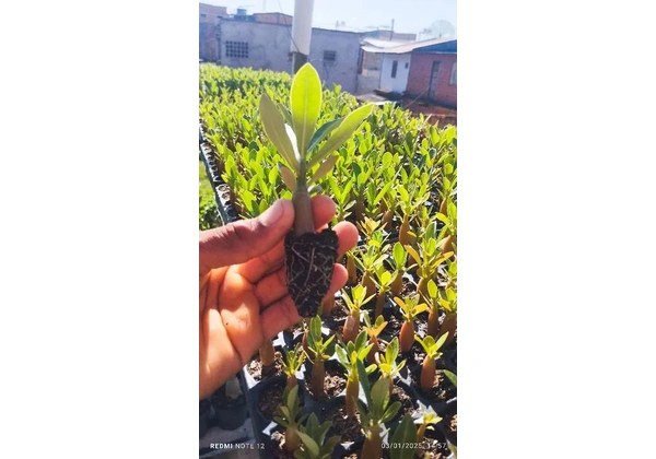 Vendo mudas de rosas do deserto