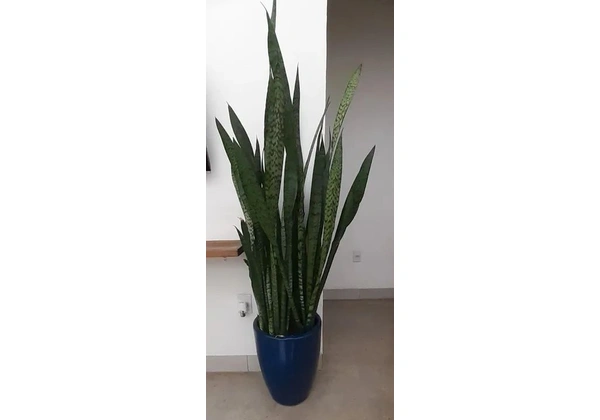 Planta natural, Espada de Sao Jorge em Vaso Decorativo 1, 60 com o vaso