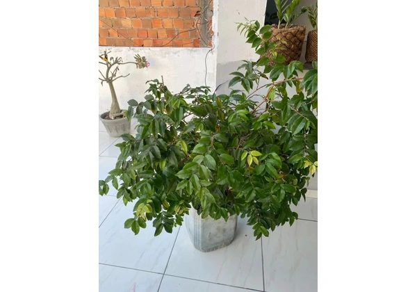 Pé de jabuticaba