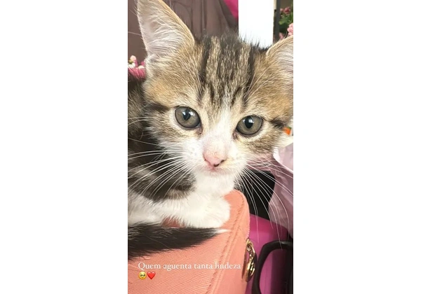 Filhotes gatos doação