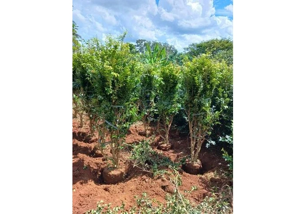 Mudas de Jabuticaba Híbrida ou Precoce 1, 80 mt