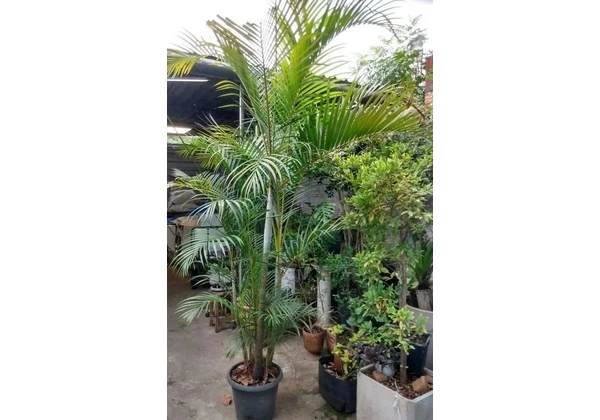 palmeira areca 2, 50m altura / retirar vila formosa