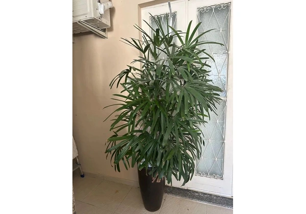 Palmeira Rafis