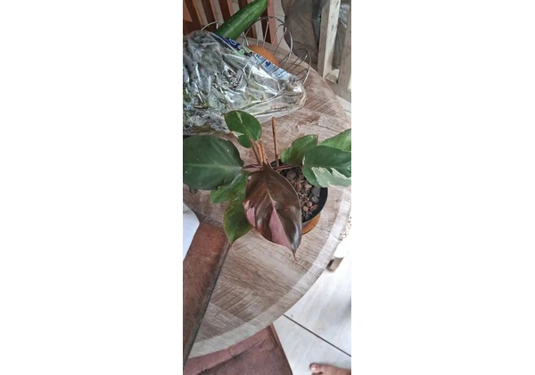 vendo planta philodendron