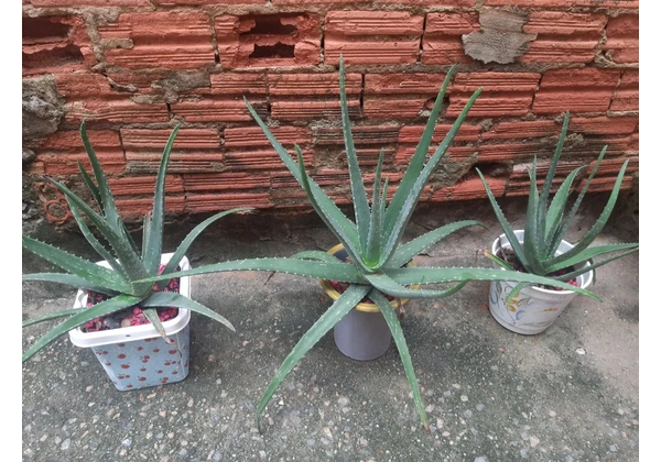 3 vasos de Aloe Vera