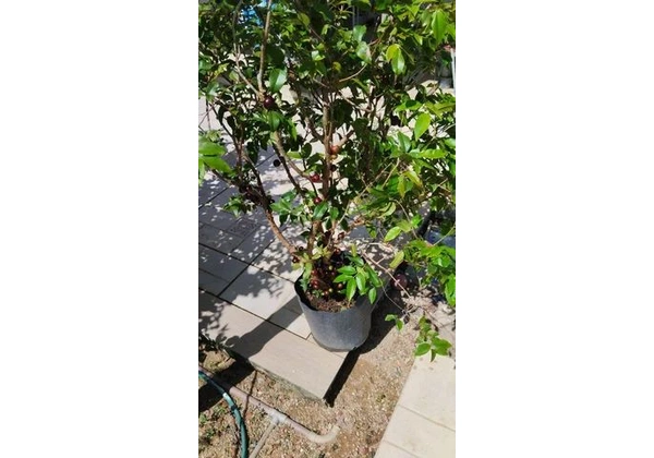 Pé de jaboticaba frutificando