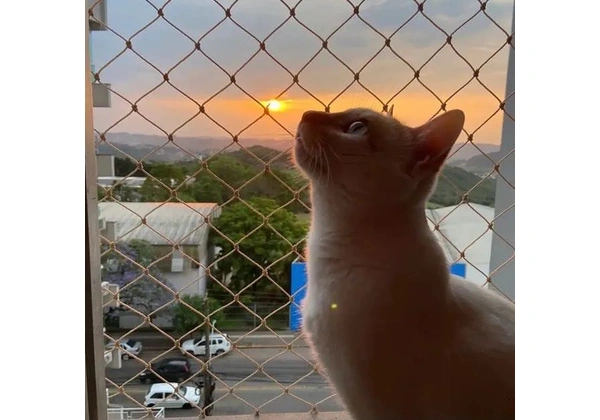 Rede de proteção animais seguro