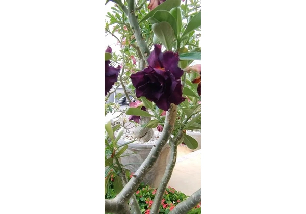 Rosa do Deserto especial