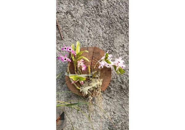 3 Mudas de Orquídea Dendrobium (Nome popular 