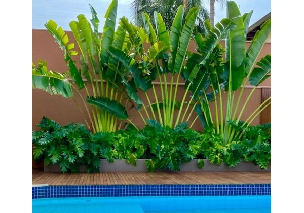 PAISAGISMO, JARDINAGEM EM GERAL