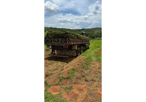 Venda e plantio de Grama