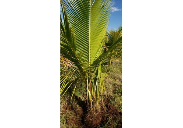 Mudas de Coco anão legitimos 1.80mt