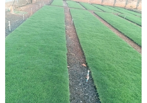 RP plantação de grama bermuda