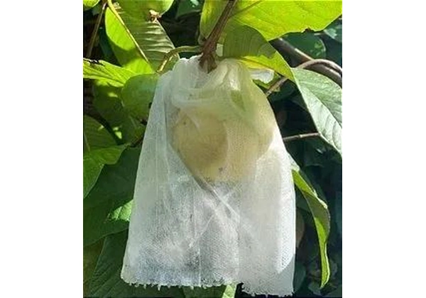 Saquinho De Tnt Para Proteger Frutas No Pé