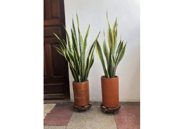2 vasos espada de São Jorge Amarelas (Santa Bárbara )