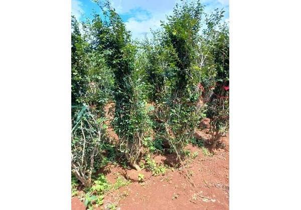 Mudas de Jabuticaba Híbrida ou Precoce 1, 80 mt