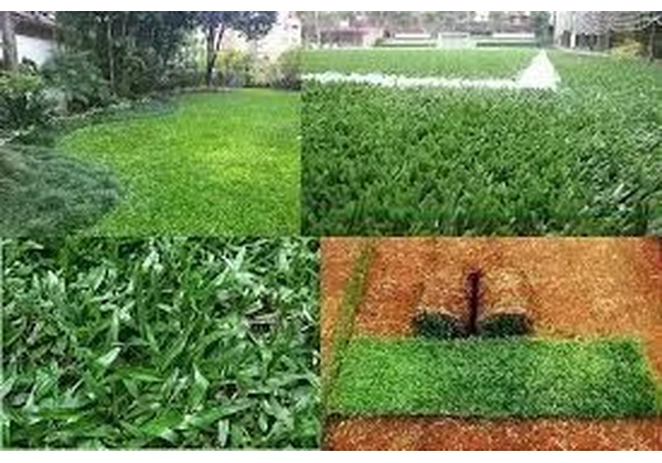 VENDA DE GRAMA.