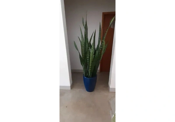 Planta natural, Espada de Sao Jorge em Vaso Decorativo 1, 60 com o vaso