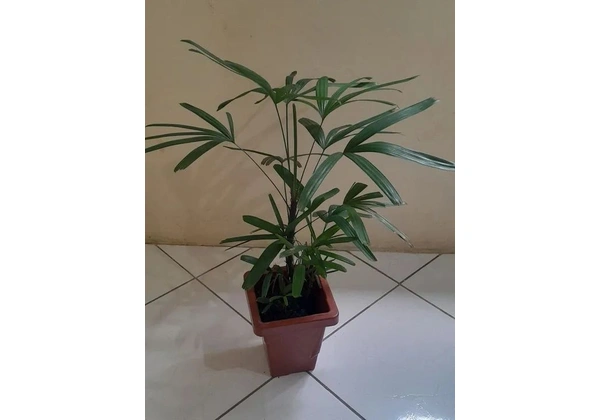 Planta rafia
