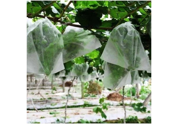 Saquinho De Tnt Para Proteger Frutas No Pé