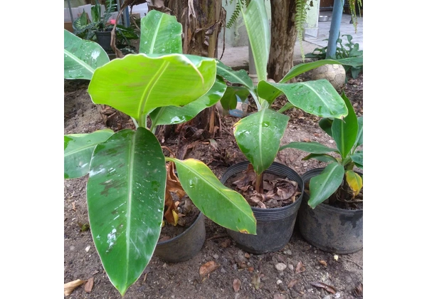 Mudas de Banana Nanica