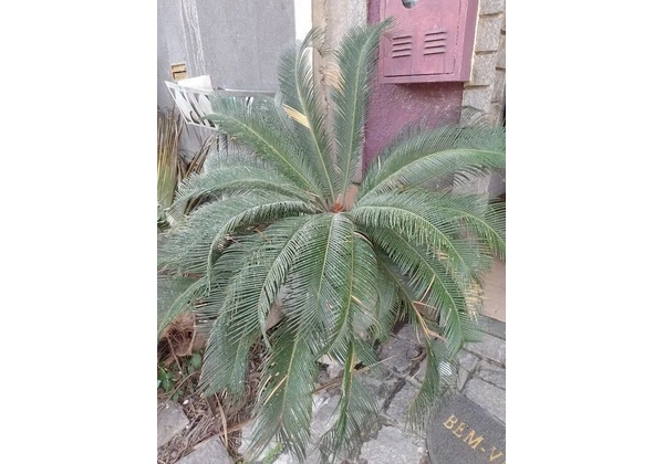 Planta sagu