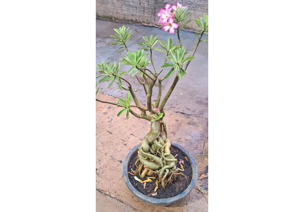 ROSA DO DESERTO BORDAS ROSA COM BRANCO 10ANOS.!