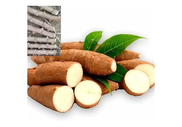 Mudas de Mandioca Chips - Frita sem precisar cozinhar! RAMAS DE MANDIOCA (AIPIM) PARA MUDA
