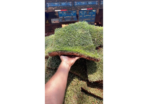 Grama Esmeralda, São Carlos, Batatais