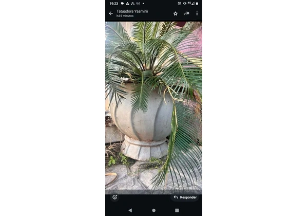 Planta sagu