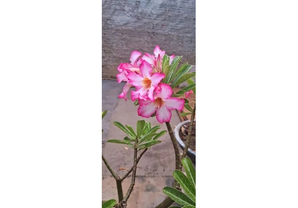 ROSA DO DESERTO BORDAS ROSA COM BRANCO 10ANOS.!