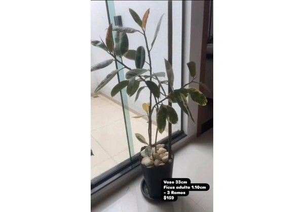 Planta natural Ficus+vaso e prato