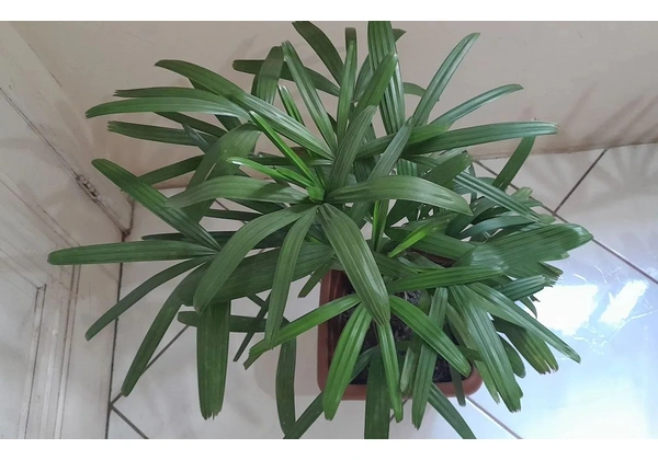 Linda planta rafia