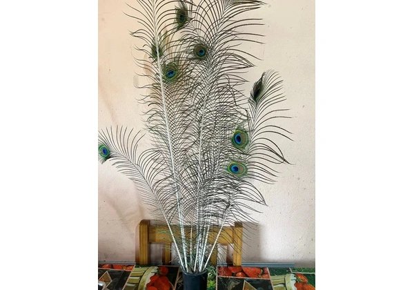 Penas ? para decoração natural