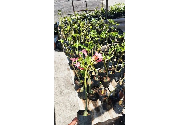Vendo mudas de rosas do deserto