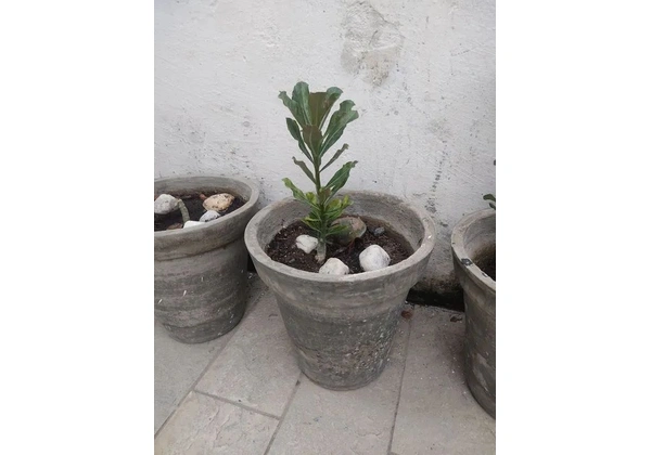 Rosa do deserto com vaso ? completa
