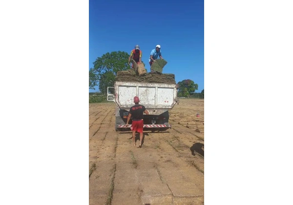 Grama tipo Esmeralda a partir de R$10 m2