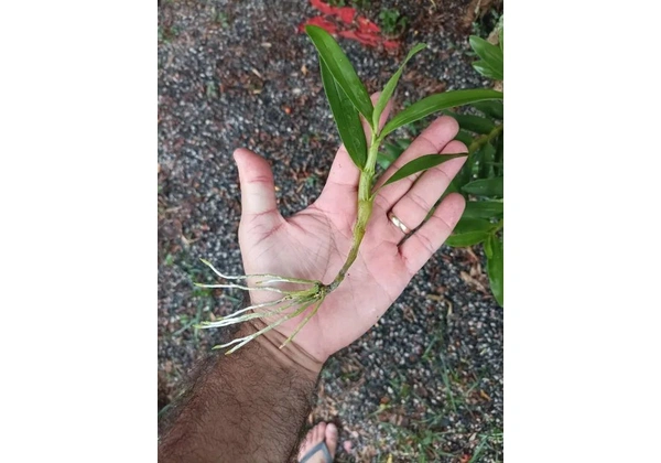 3 Mudas de Orquídea Dendrobium (Nome popular 