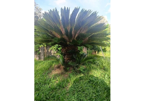 Sagu de jardim