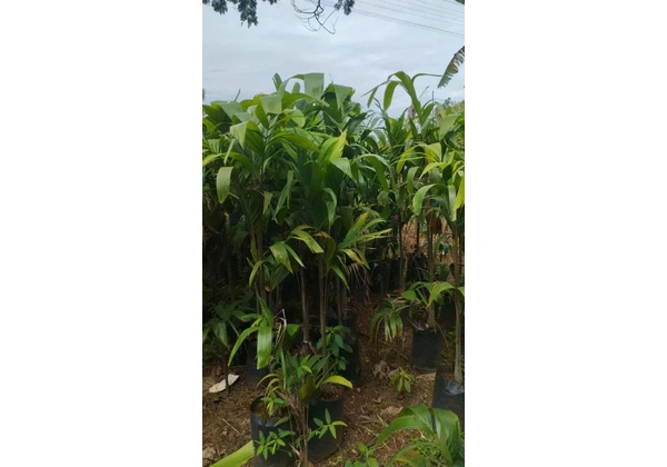 Mudas de Palmeira carpintaria 1.5 mt