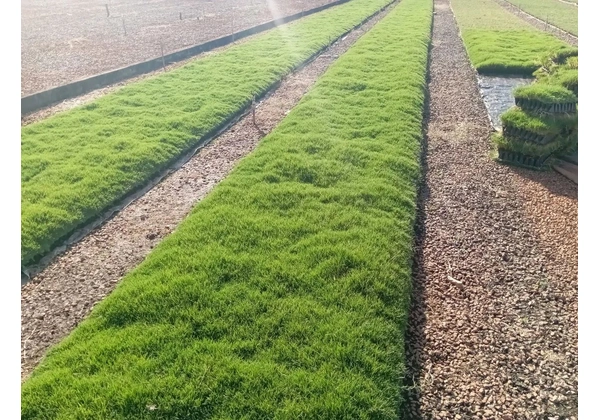 RP plantação de grama bermuda