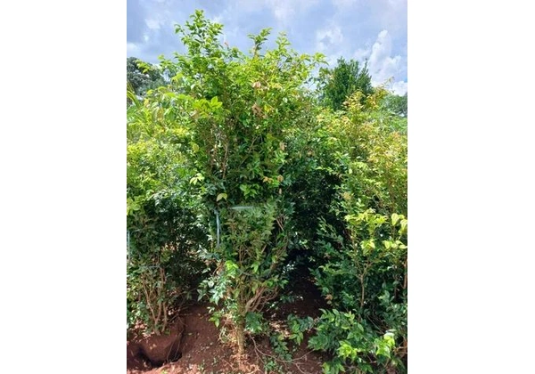 Mudas de Jabuticaba Híbrida ou Precoce 1, 80 mt