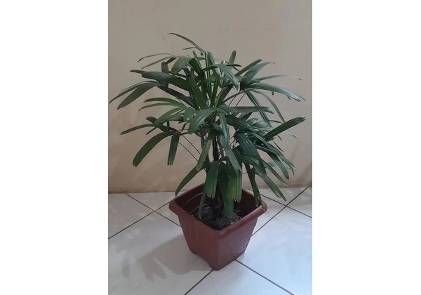 Linda planta rafia