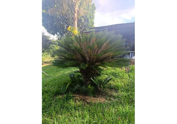 Sagu de jardim