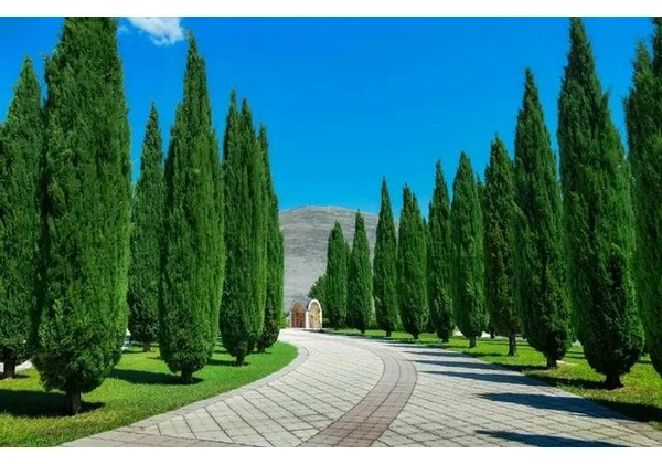 mudas do pinheiro italiano piramidalis 3, 5mt