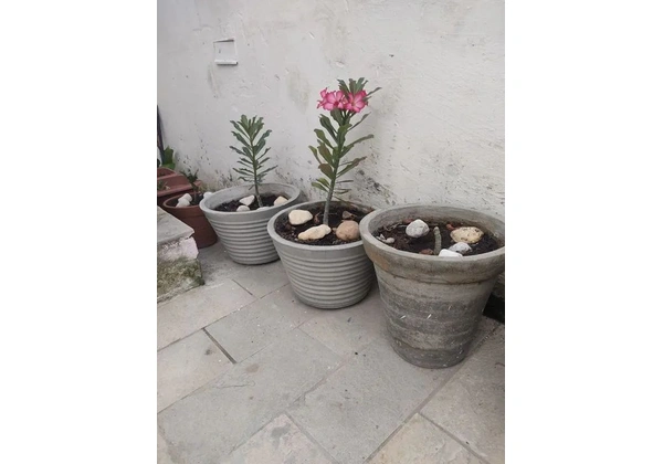 Rosa do deserto com vaso ? completa