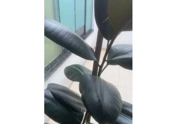 Planta natural Fícus+vaso com prato
