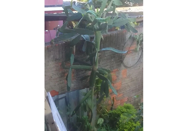 Vendo essa Linda árvore palmo 100