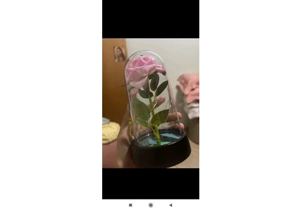 Rosa bela e a fera encapsulada 15cm