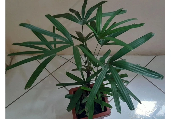 Planta rafia